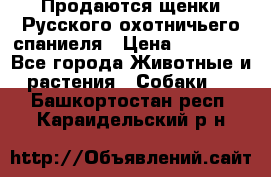 Продаются щенки Русского охотничьего спаниеля › Цена ­ 25 000 - Все города Животные и растения » Собаки   . Башкортостан респ.,Караидельский р-н